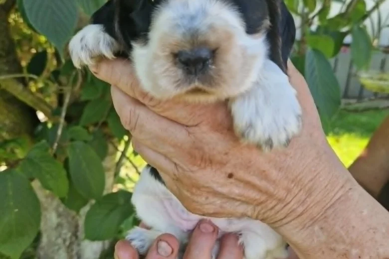 Cocker Spaniel (Show)