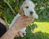 Cocker Spaniel (Show)