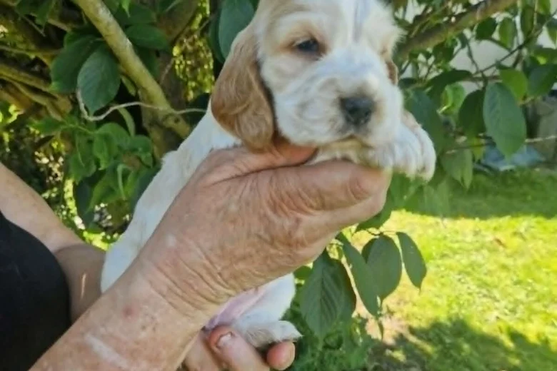 Cocker Spaniel (Show)