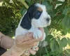 Cocker Spaniel (Show)