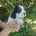 Cocker Spaniel (Show)