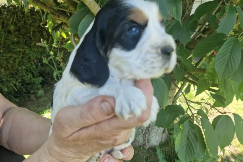 Cocker Spaniel (Show)