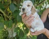 Cocker Spaniel (Show)