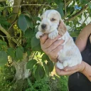 Cocker Spaniel (Show)