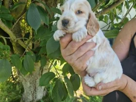 Cocker Spaniel (Show)