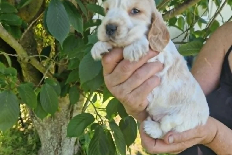 Cocker Spaniel (Show)
