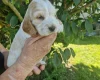 Cocker Spaniel (Show)