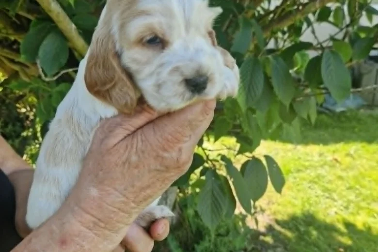 Cocker Spaniel (Show)
