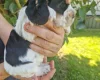 Cocker Spaniel (Show)