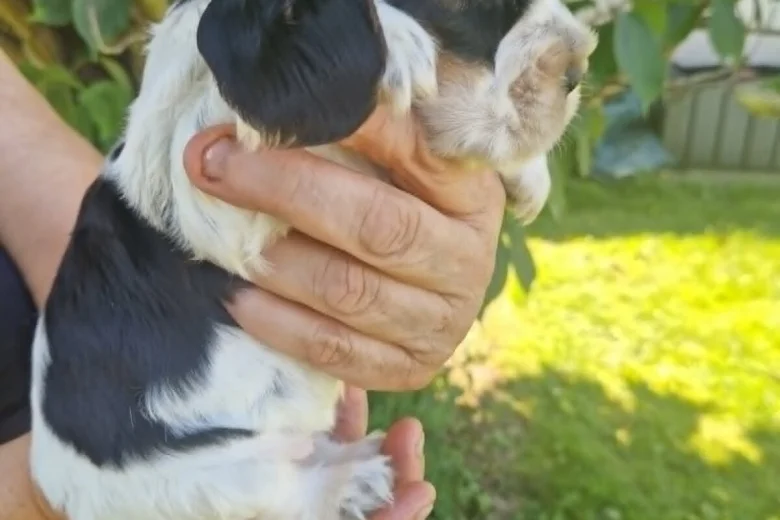 Cocker Spaniel (Show)