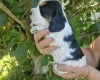 Cocker Spaniel (Show)
