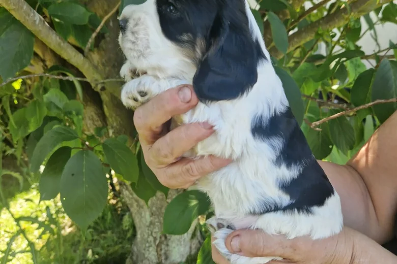 Cocker Spaniel (Show)