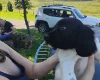 Springador