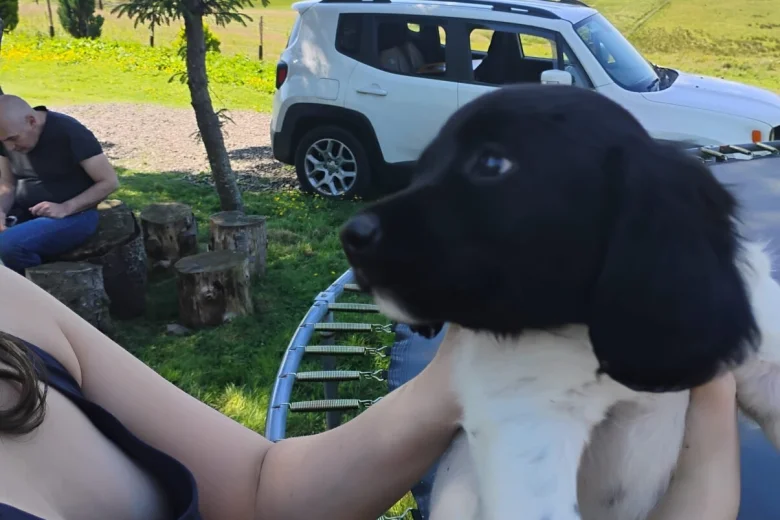 Springador