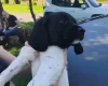 Springador
