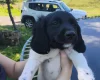 Springador