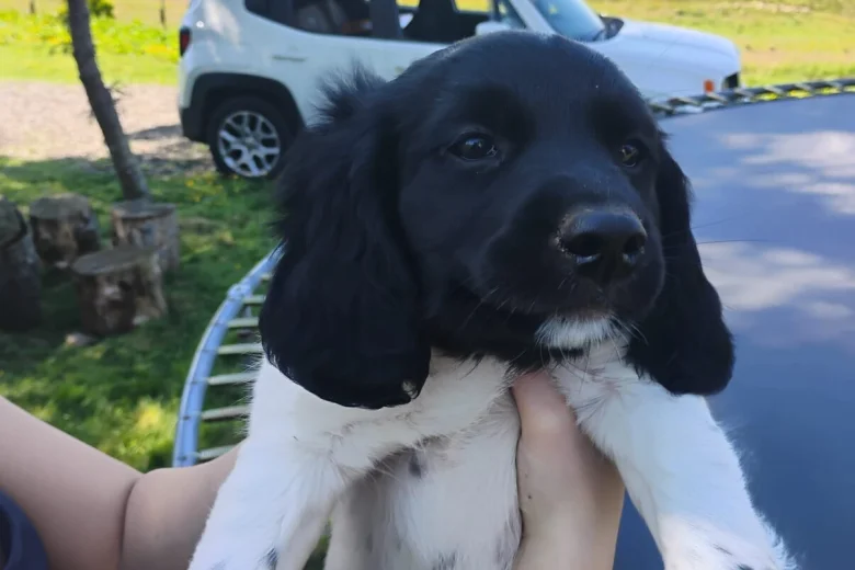 Springador