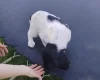 Springador