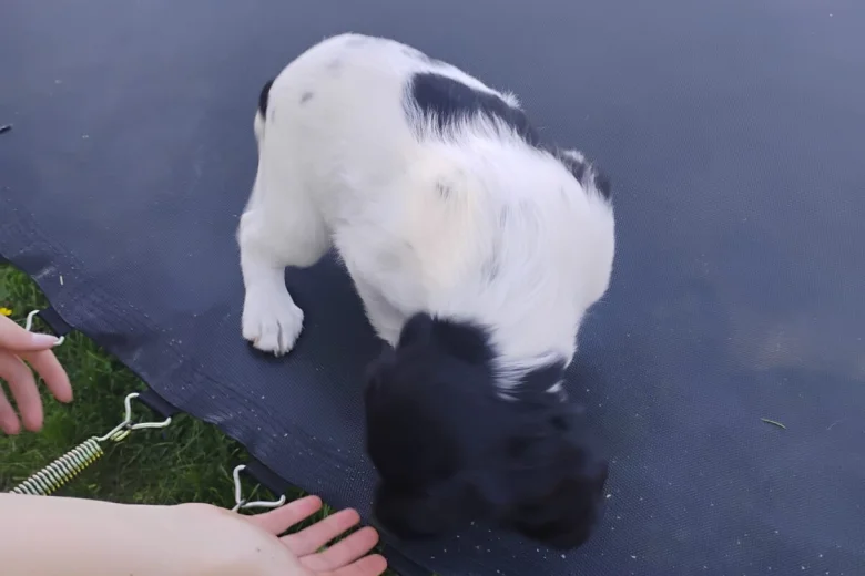 Springador
