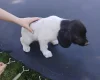 Springador