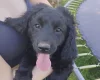 Springador