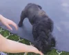 Springador