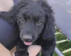Springador
