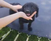 Springador