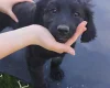 Springador