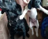 Springador