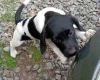 Springador