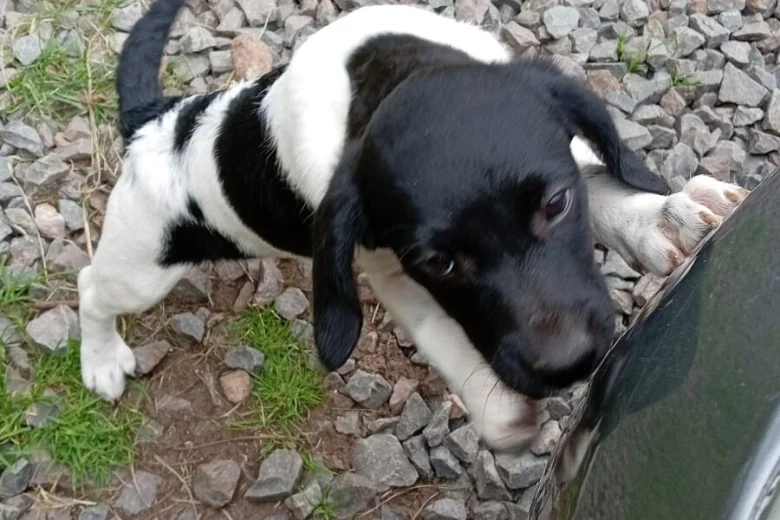 Springador