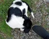 Springador