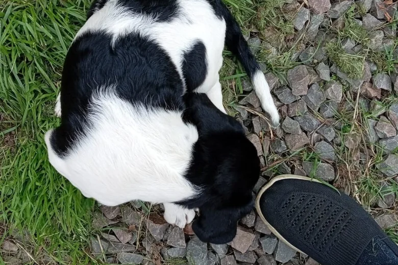Springador