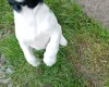 Springador