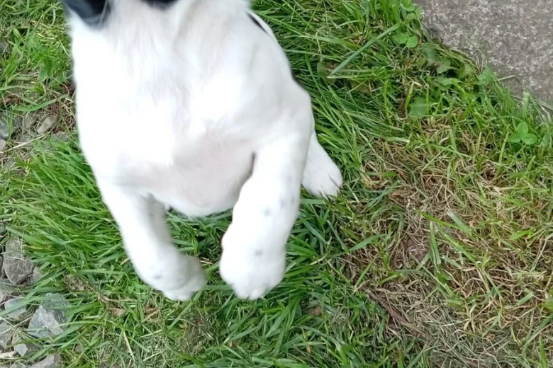 Springador
