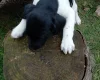 Springador