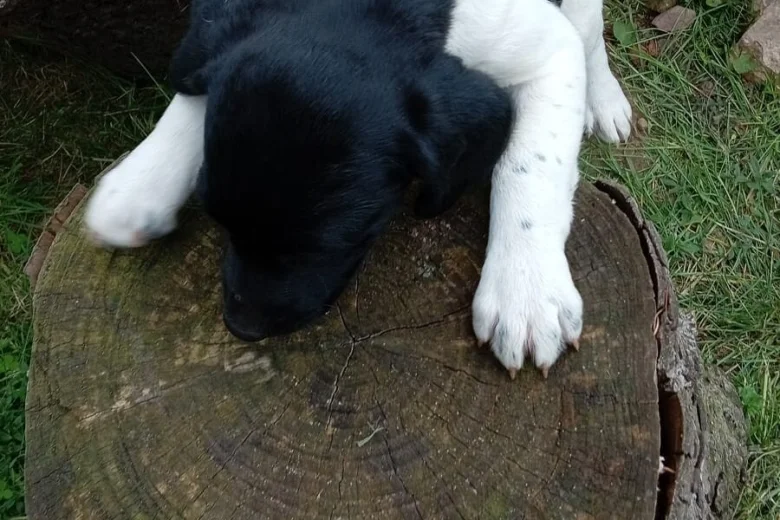 Springador