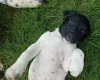 Springador