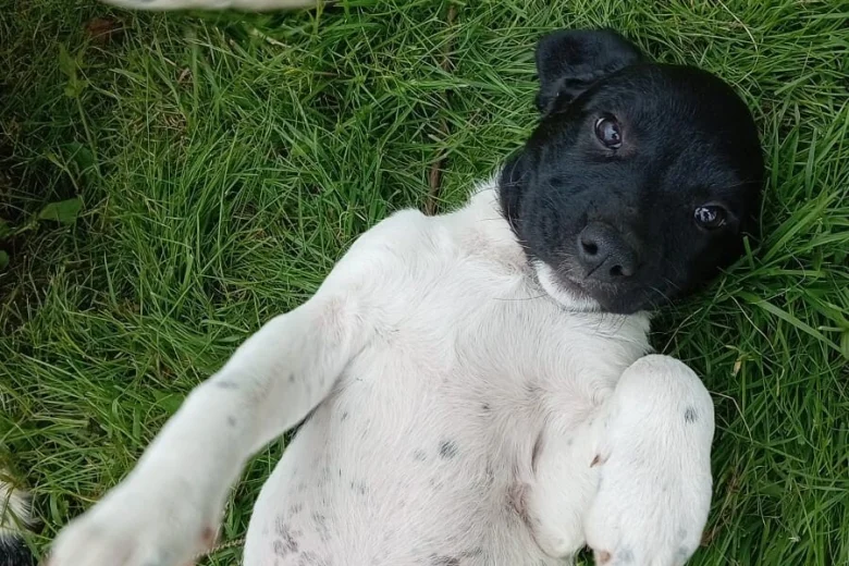 Springador