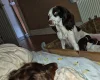 Sprocker Spaniel