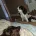 Sprocker Spaniel