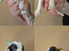 Sprocker Spaniel