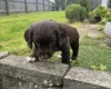 Sprocker Spaniel