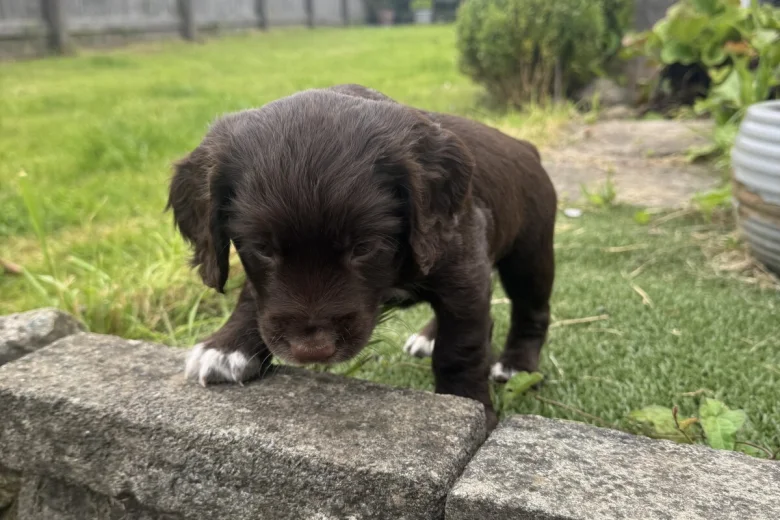 Sprocker Spaniel