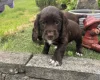 Sprocker Spaniel