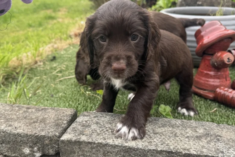 Sprocker Spaniel