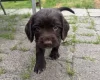 Sprocker Spaniel