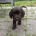 Sprocker Spaniel