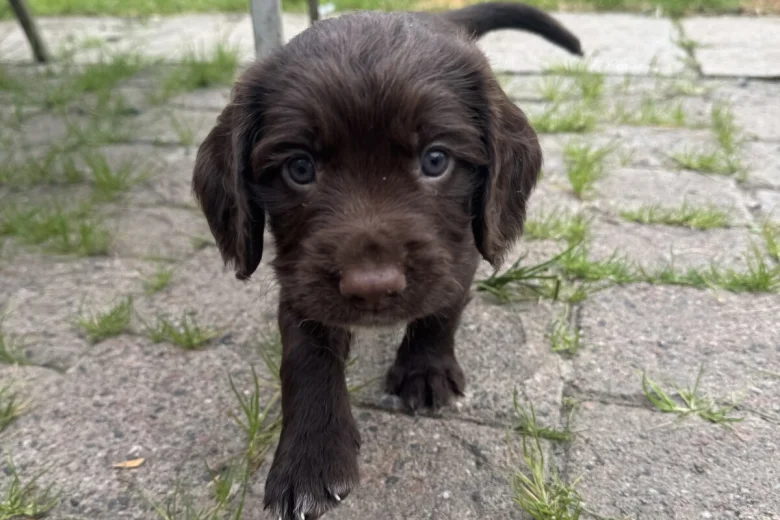 Sprocker Spaniel